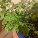 Mentha longifolia Blad