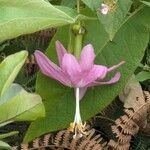 Passiflora tarminiana 花