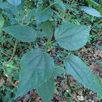 Malvaviscus penduliflorus Folha