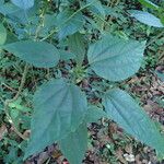 Malvaviscus penduliflorus Leaf