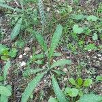 Spiranthes spiralis Celota