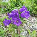 Campanula mediumFlor