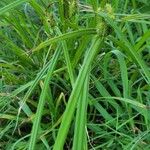 Carex frankii Leaf