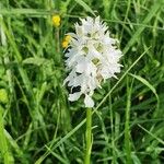 Orchis mascula x Orchis militaris Flower