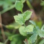 Campanula rhomboidalis Blad