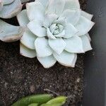 Echeveria derenbergiiList