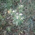 Erigeron annuusফুল