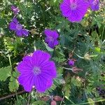 Geranium sanguineumFloro