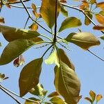 Terminalia bellirica Leaf