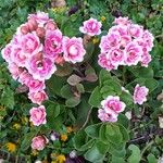Kalanchoe blossfeldiana Flor