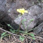 Hypochaeris robertia Habitat