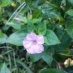 Mirabilis longiflora Blad