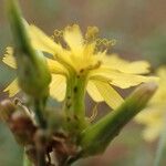 Launaea taraxacifolia 花