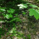 Acer pseudoplatanus ഇല