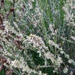 Pterocaulon alopecuroides Fruto