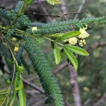 Acacia pentadenia Leaf