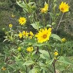 Helianthus tuberosusBlomma