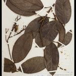 Orthomene hirsuta Leaf
