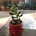 Crassula rogersii Hoja