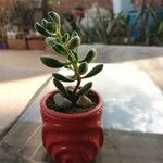 Crassula rogersii Yaprak