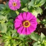 Zinnia elegansFlower