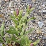 Salvia nemorosa 整株植物