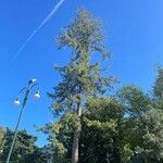 Pinus lambertiana Corteza