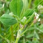 Trifolium striatum Liść