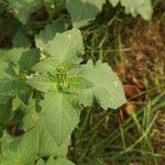 Solanum physalifolium Liść