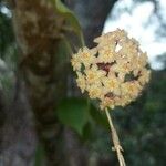 Hoya nicholsoniae Cvet