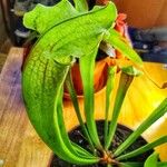 Sarracenia flava Blad