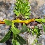 Salix daphnoides Frukt