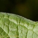 Knautia lebrunii 葉