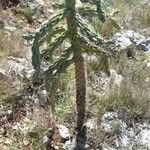 Cylindropuntia imbricata Leaf