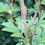 Sanguisorba officinalis ফুল