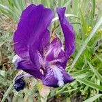 Iris pumila Cvet