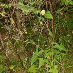Lactuca muralis عادت