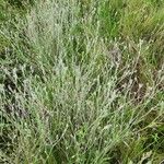 Gutenbergia rueppellii Hábito