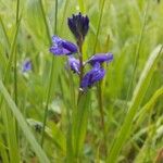 Polygala vulgarisFlower