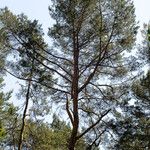 Pinus sylvestris ശീലം