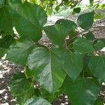 Croton guatemalensis Leaf