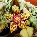 Orbea mcloughlinii Flower