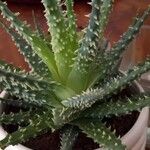 Aloe humilis Hoja