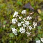 Conopodium majus Flor