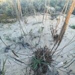 Plantago macrorhiza Floro
