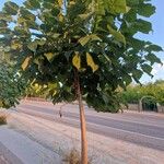 Paulownia tomentosaLeaf