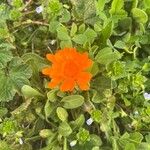 Calendula officinalisफूल