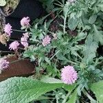 Scabiosa columbariaFlower