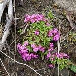 Saponaria ocymoidesBlad