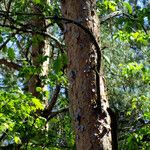 Pinus sylvestris പുറംതൊലി